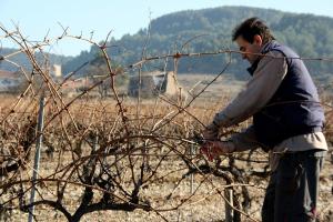 poda-penedes-pere-diciembre3