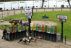 canodromo meridiana ©julio carbo