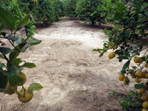 vindplaats ingrid visser